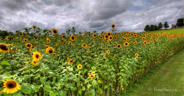 Sunflowers_600