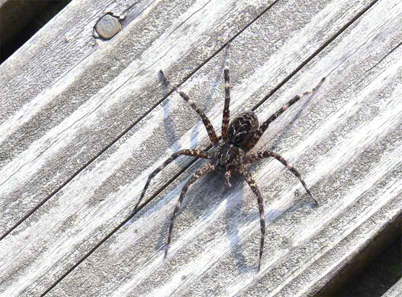 Dock Spider